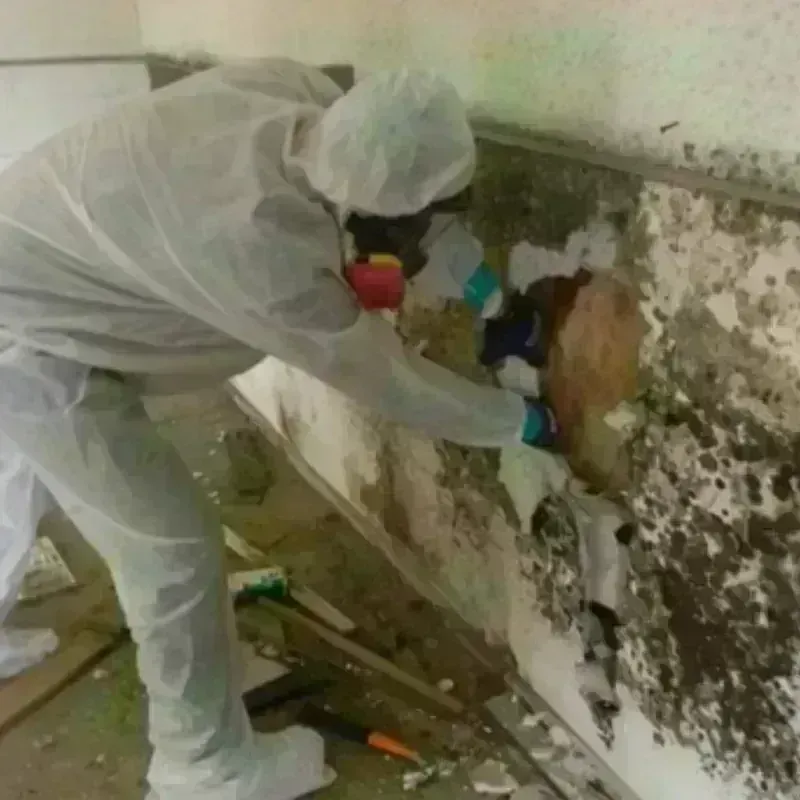 Mold Remediation and Removal in Columbus Junction, IA